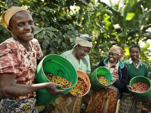 Vrouwen met groene koffiebessen